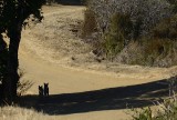 Bobcat Kittens