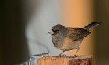 Dark Eyed Junco