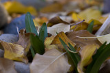 Emerging Greens