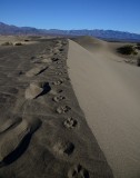 Man and doggy tracks