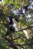 A Colobus Monkey