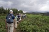 Nice walk
