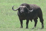 Cape Water Buffalo