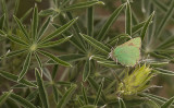 Green Hairstreak