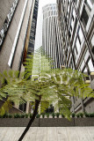 Big City Fern Grotto