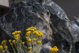 Goldenrod and Obsidian Rock