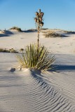 Soaptree Yucca