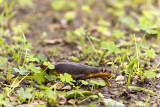 A Newt