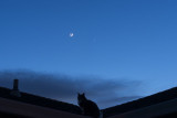 The neighborhood cat watching the Young Moon and Venus Setting