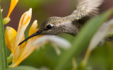 Close Hummingbird