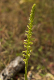 Elegant Rein Orchid
