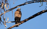 Red Shouldered Hawk