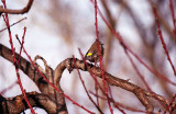 Yellow Rumped Warbler - Film