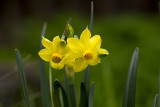 Narcissus