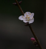 Dewy Apricot Blossom