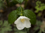 Mock Orange