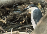 Black-Crowned Night Heron