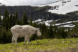 Mountain Goat