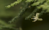 Flowering Fern