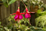 Fuchsia