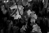 Super Moon Lit Grapes