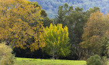 Ginko Tree