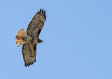 Red Tailed Hawk