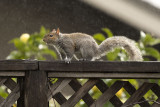 Showery Squirrel