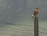 Red Shoulder Hawk