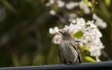 Yellow Rumped Warbler
