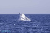 Whales Behaving Badly