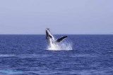 Whales Behaving Badly