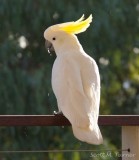 Cockatoos