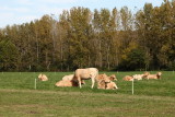 Boeufs landais