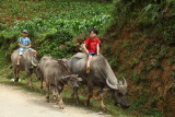 Enfants conduisant les buffles