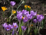 Crocus