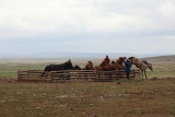 Eleveur de chevaux