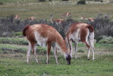 Guanacos