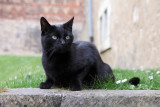 Le Chat noir
