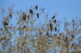 <strong>Grands corbeaux / Common Ravens</strong>