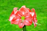 <strong>Amaryllis</strong>