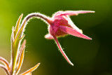 _MG_6890.jpg - Prairie smoke