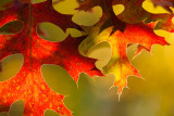 _MG_8584.jpg