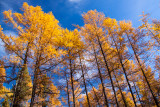 _MG_9010.jpg - Wall of gold