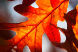 _MG_9670.jpg - oak leaf
