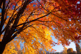 _MG_9501.jpg