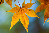 _MG_9729.jpg - star