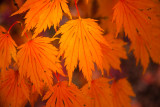 _MG_9363.jpg