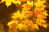 _MG_4785.jpg