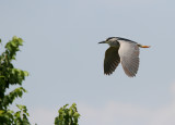 Black-crowned Night Heron